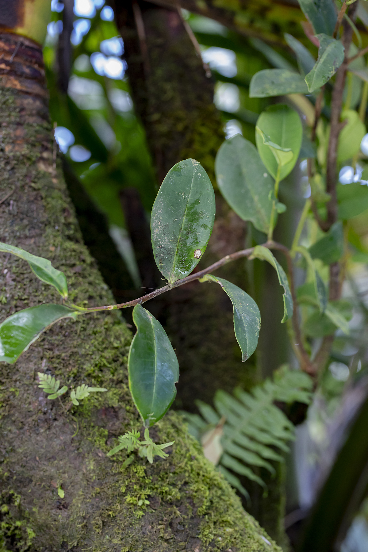 Ternstroemia luquillensis