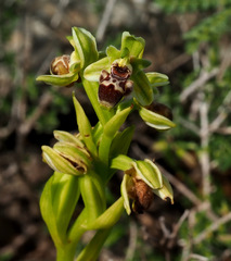 Ophrys umbilicata