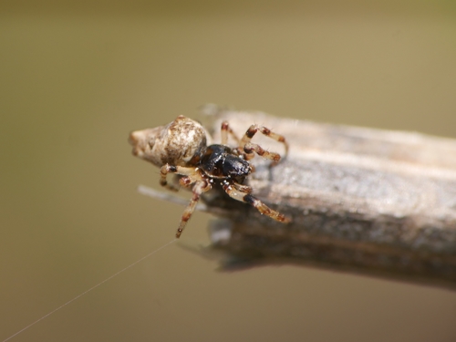Oculate Garbage-line Web Spider