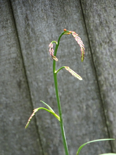 Foto de Montbretia