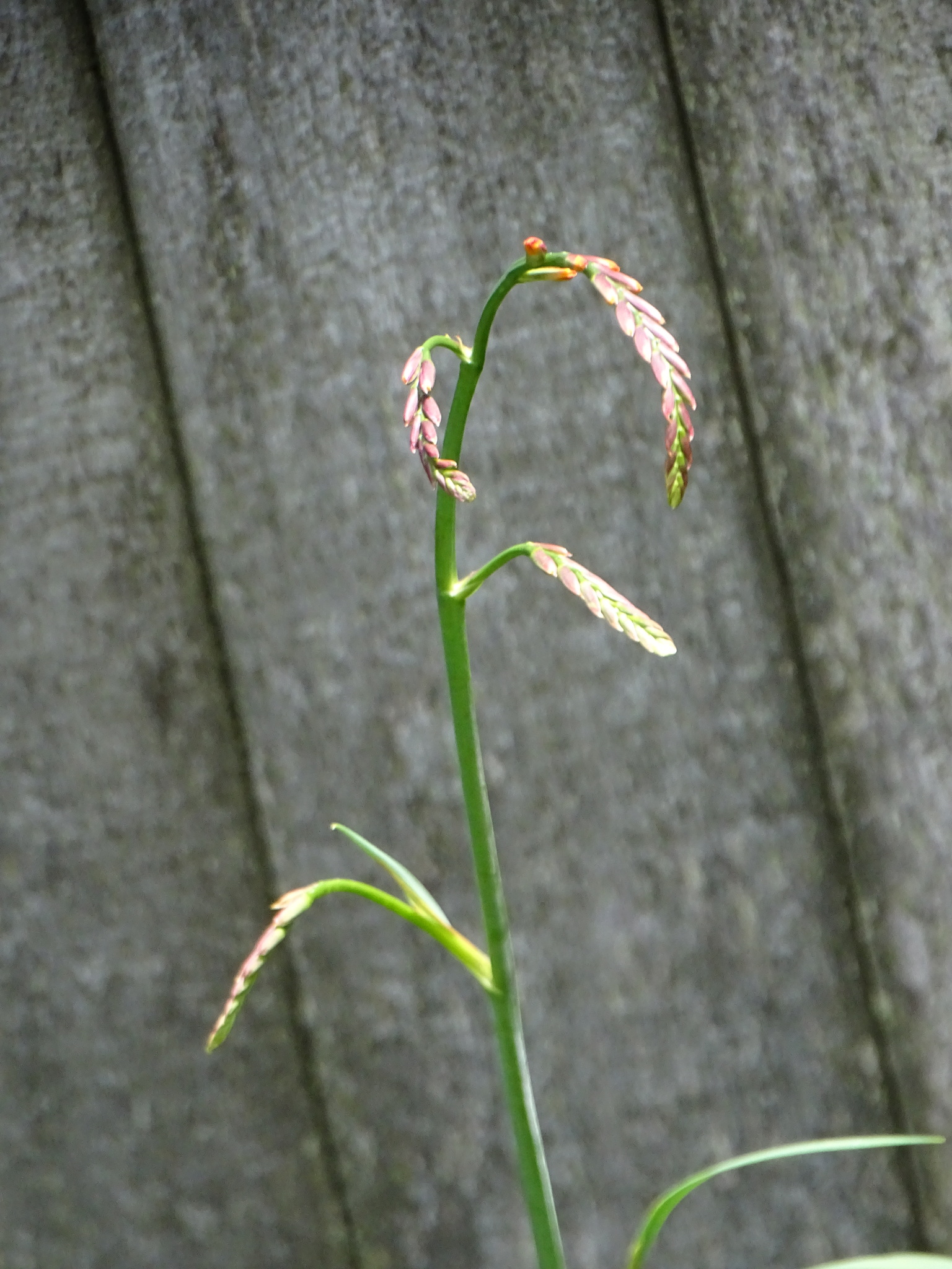 Imagem de Montbretia