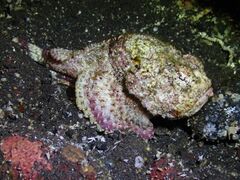 Shortsnout Scorpionfish photo 3