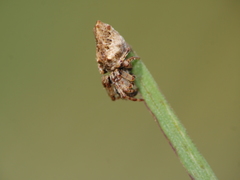 Cyclosa oculata