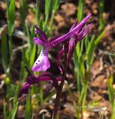 Orchis anatolica