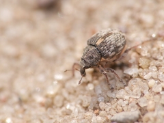 Rhinoncus pericarpius