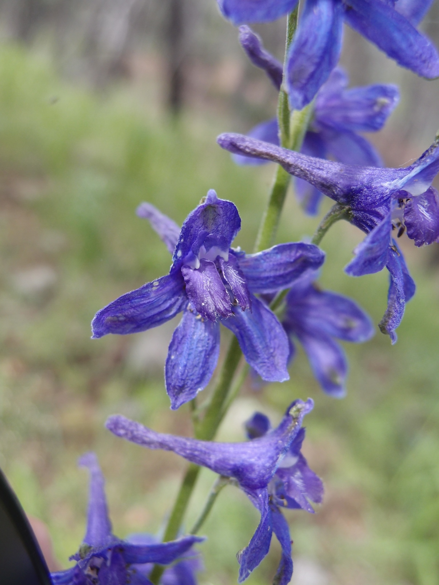 Delphinium andesicola