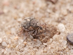 Rhinoncus pericarpius