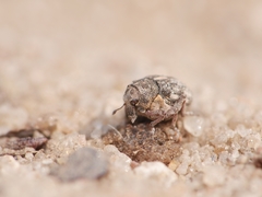 Rhinoncus pericarpius