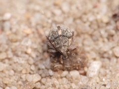 Rhinoncus pericarpius