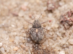 Rhinoncus pericarpius