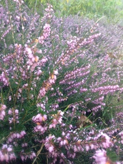 Calluna