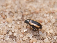 Phyllotreta vittula