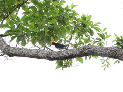 Melanerpes pulcher