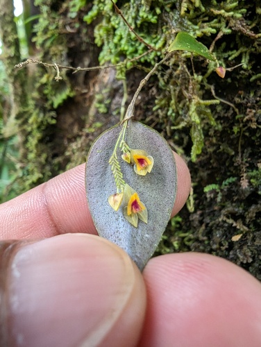 Puerto rico-lepanthes (Lepanthes veleziana)