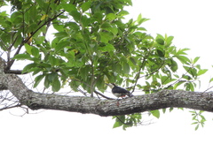Melanerpes pulcher