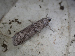Traça-da-farinha (Ephestia kuehniella)