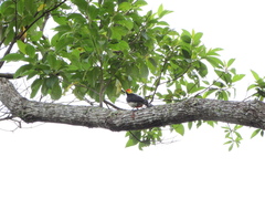 Melanerpes pulcher