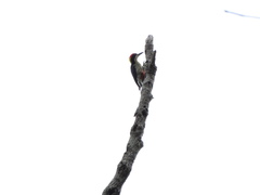 Melanerpes pulcher