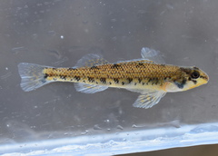 Bluegrass Darter photo 5