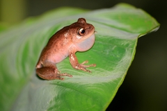 Canebrake Treefrog photo 3