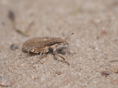Charagmus griseus