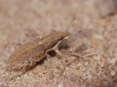 Charagmus griseus