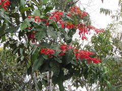 Warszewiczia coccinea