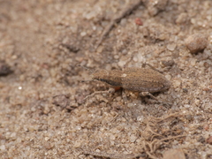 Charagmus griseus