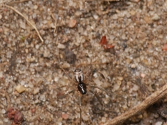 Microlinyphia pusilla