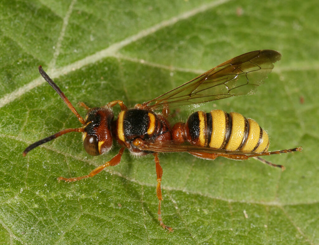 Cerceris californica