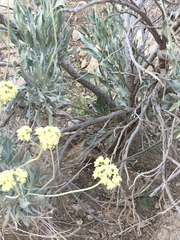 Parthenium argentatum