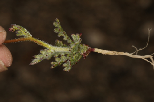 Image of Gilia clokeyi by (c) Steve Matson, some rights reserved (CC BY)