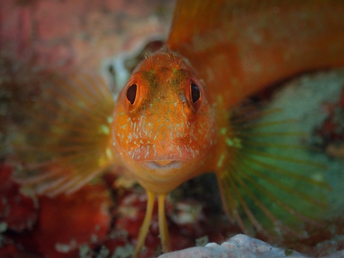 Ringneck blenny (Parablennius pilicornis) — Blenniidae — 5