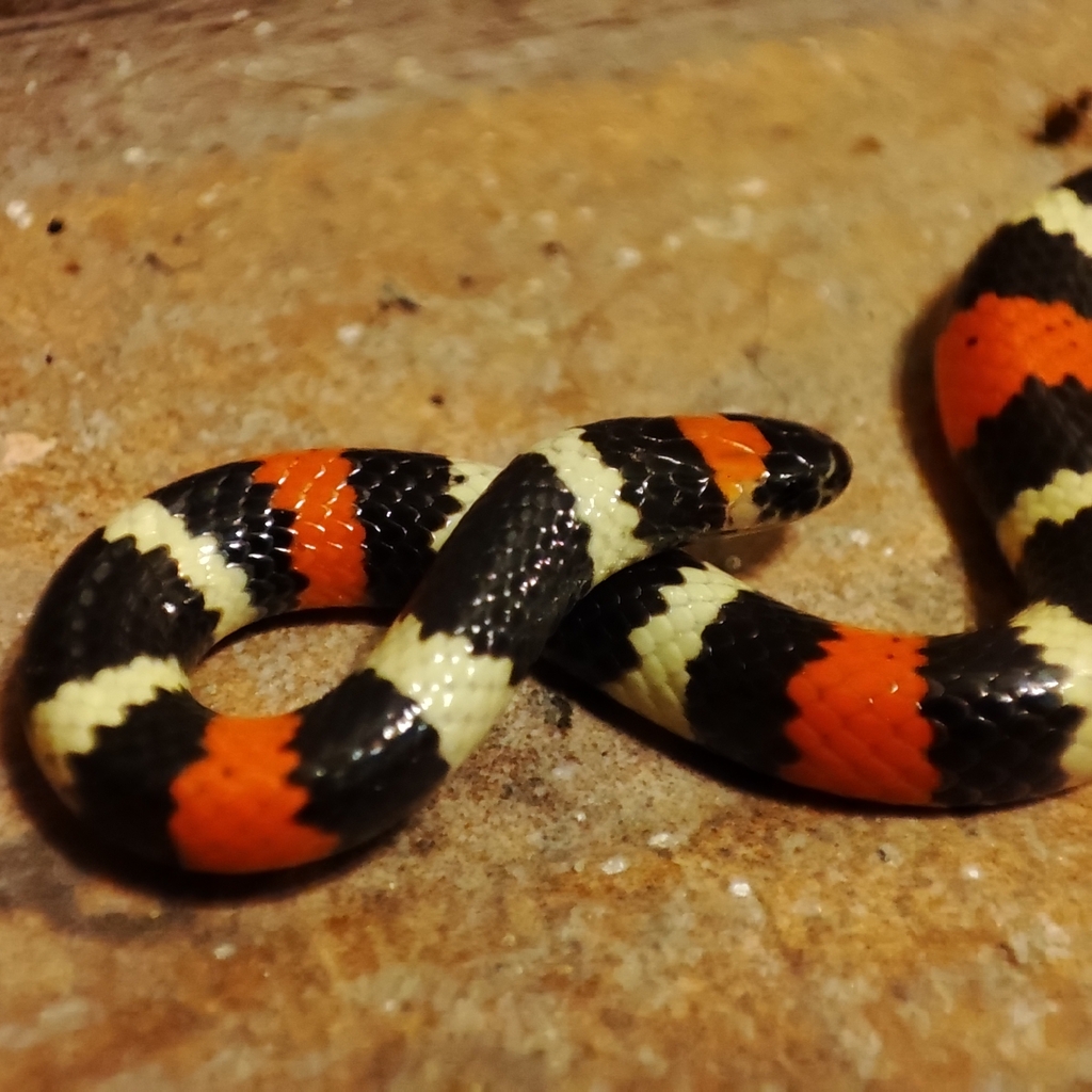 Desert Coral Snake