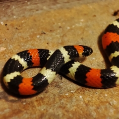 Desert Coral Snake photo 1
