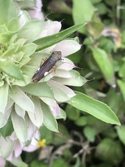 Homalodisca insolita