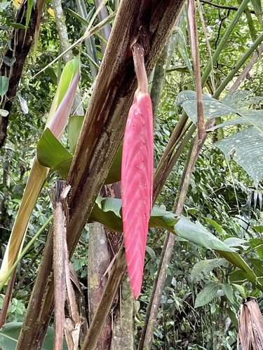 Heliconia ramonensis (Heliconia ramonensis)