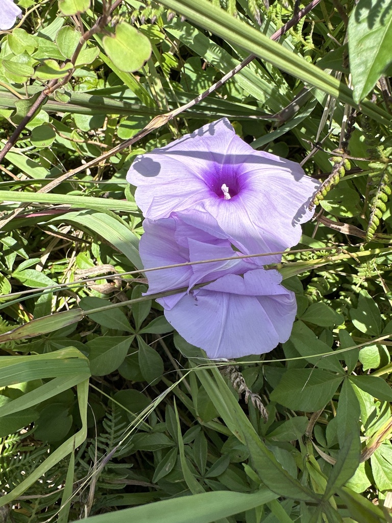 Foto de Sete-léguas