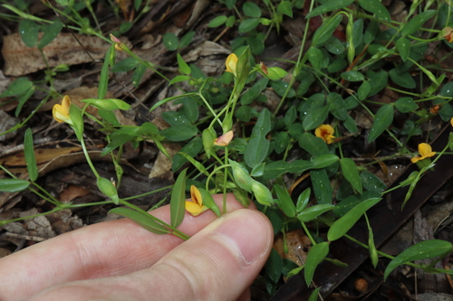 Image of Zornia dyctiocarpa by (c) Thomas Mesaglio, some rights reserved (CC BY)