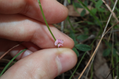 Image of Desmodium varians by (c) Thomas Mesaglio, some rights reserved (CC BY)