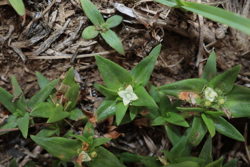 Image of Richardia stellaris by (c) Thomas Mesaglio, some rights reserved (CC BY)