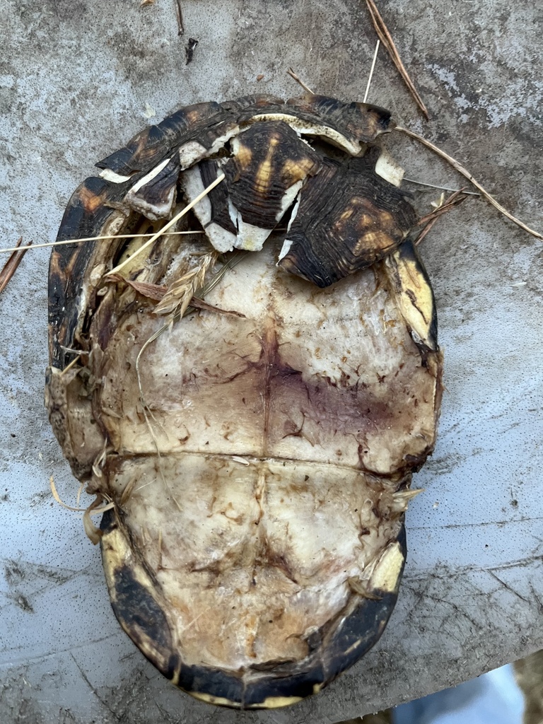 Eastern Box Turtle in December 2023 by Matthew · iNaturalist