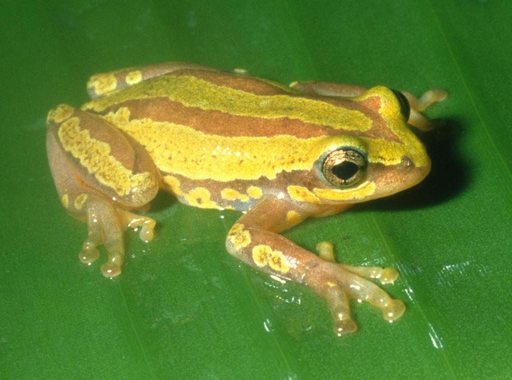Ahl's Painted Reed Frog