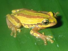 Hyperolius pictus