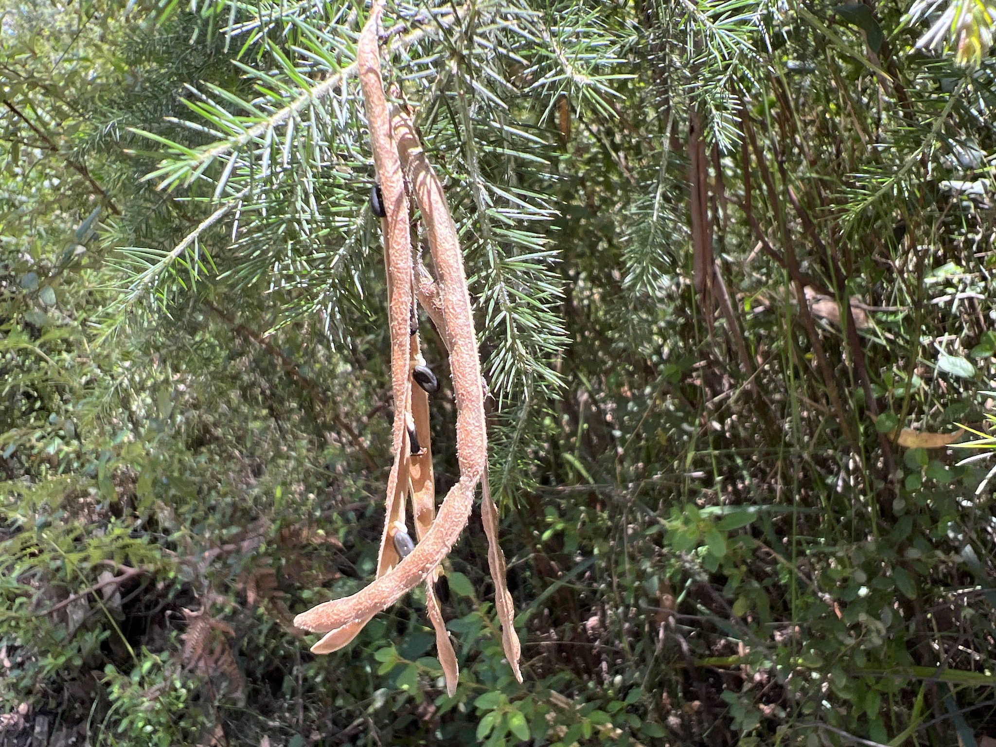Imagem de Jurema-pretinha