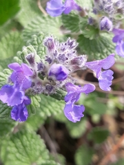 Nepeta racemosa racemosa