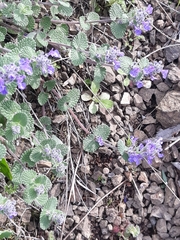 Nepeta racemosa racemosa