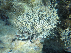 Amphiroa
