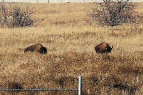 American Bison photographed in Colorado