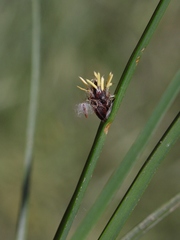 Schoenoplectus americanus